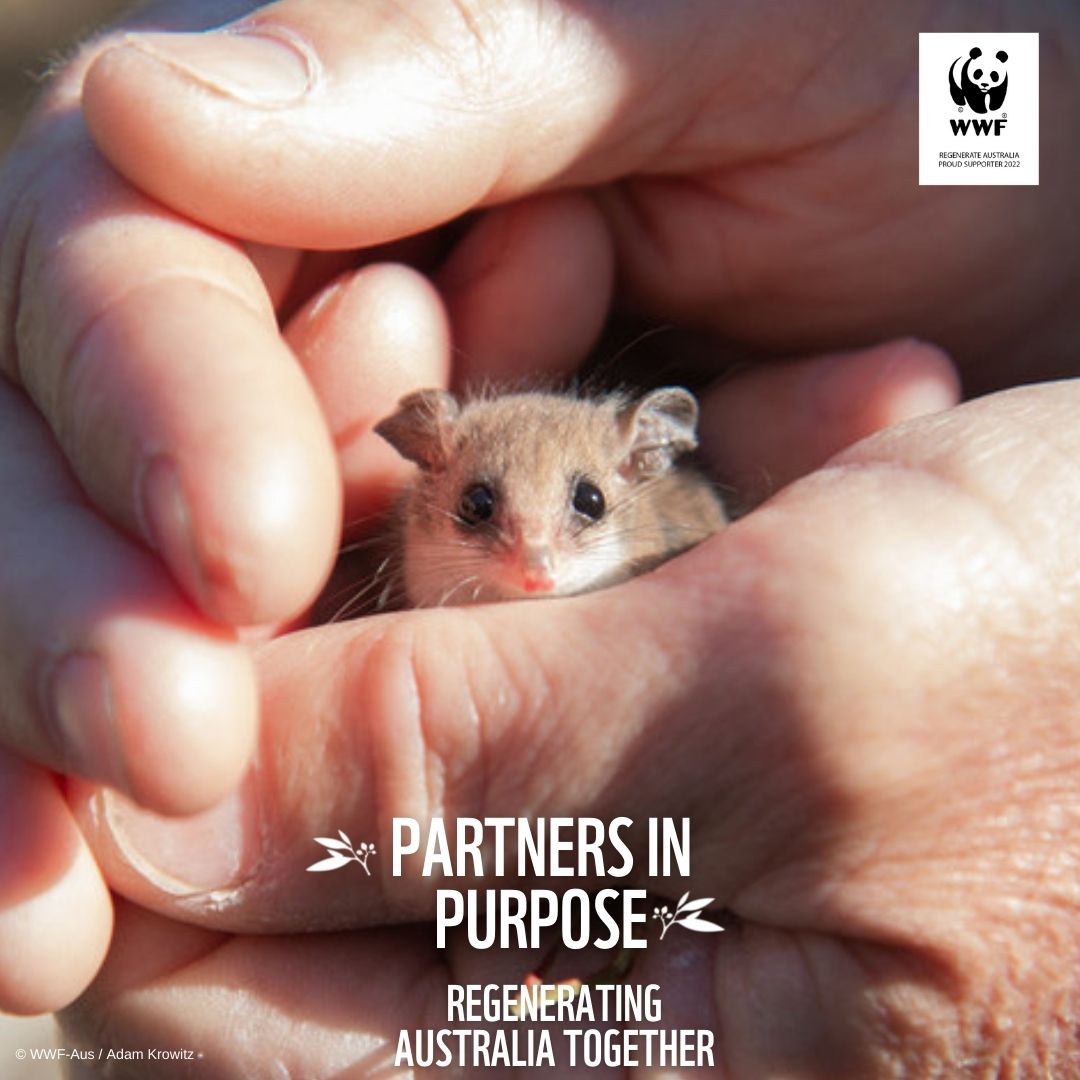 WWF x SERPENT & THE SWAN