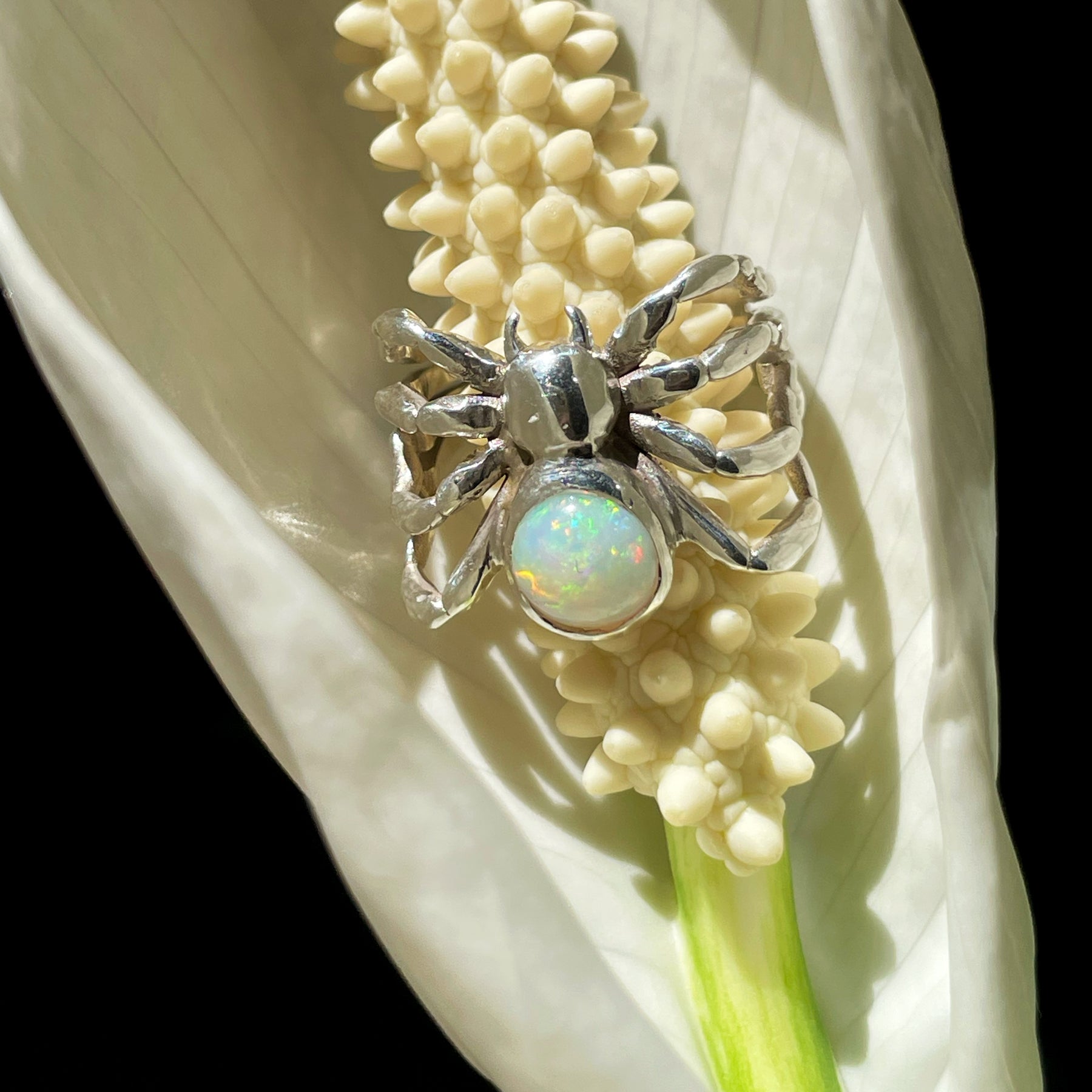 She's here! Our Spider Ring.