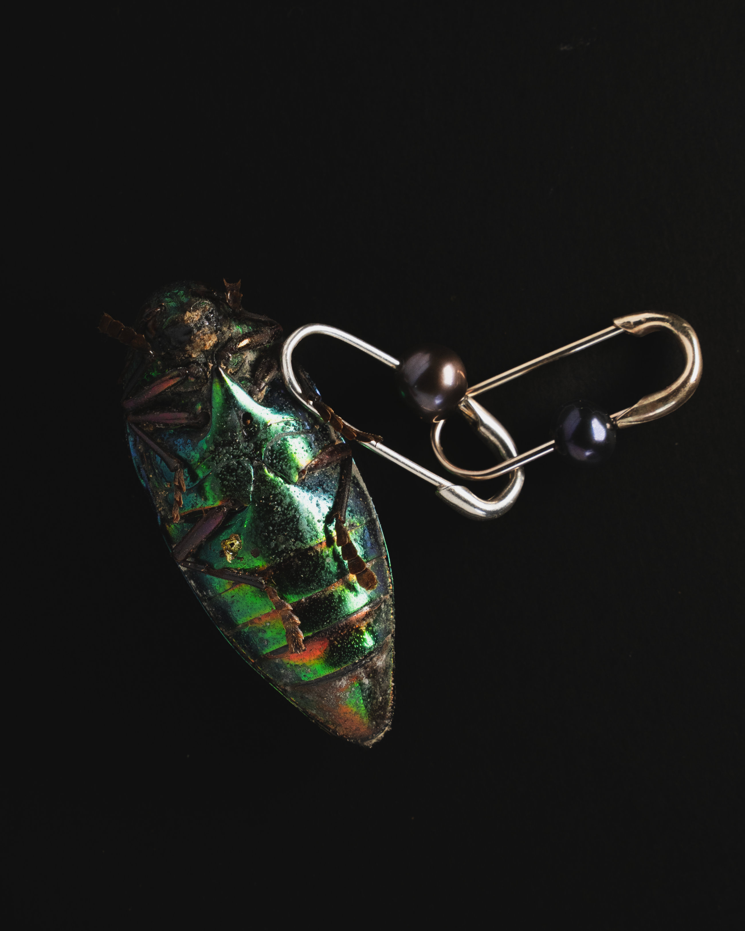 Black Pearl Safety Pin Earring - Sterling Silver