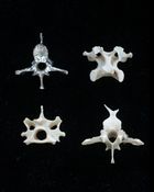 Backbone of Life necklace - Sterling Silver