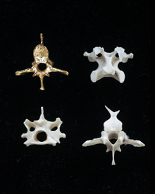 Backbone of Life necklace - Solid 9K Gold