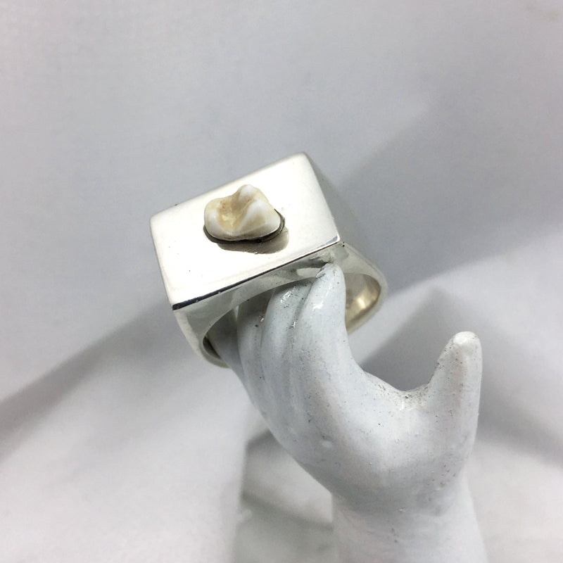 Tooth Signet Ring Custom made Serpent the Swan