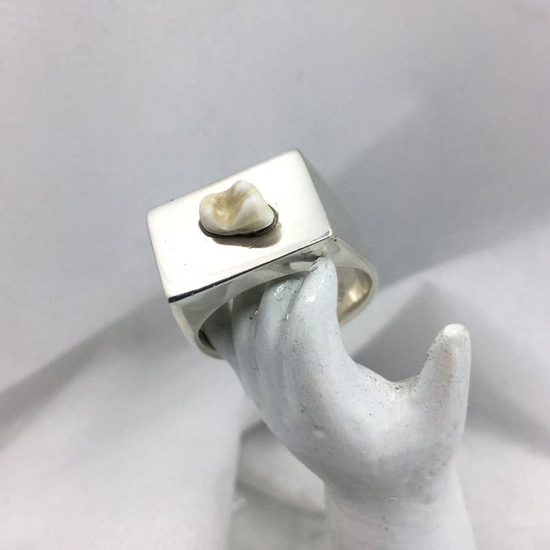 Tooth Signet Ring  - Custom made