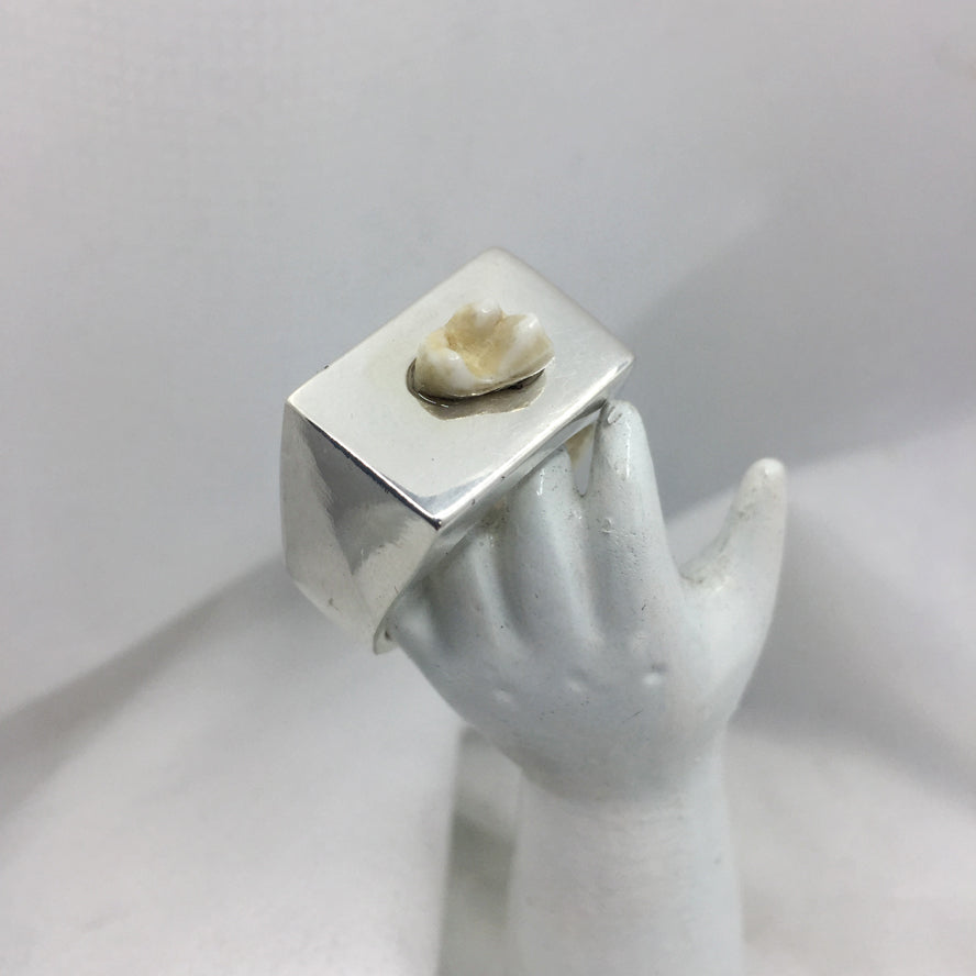 Tooth Signet Ring  - Custom made